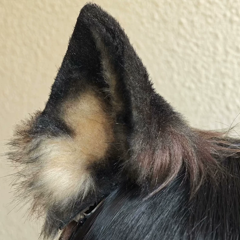 Handmade German Shepherd Ears – Realistic Cosplay Fur - Image 1