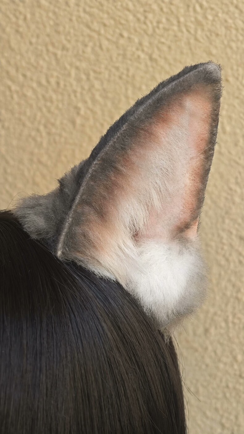 Handmade Realistic Tabby Cat Ears – Plush Cosplay Accessory - Image 3