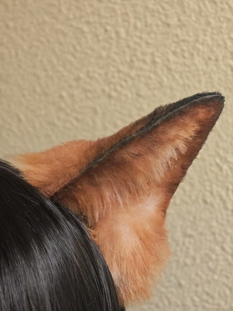 Handmade Abyssinian Cat Ears - Realistic Faux Fur - Image 2