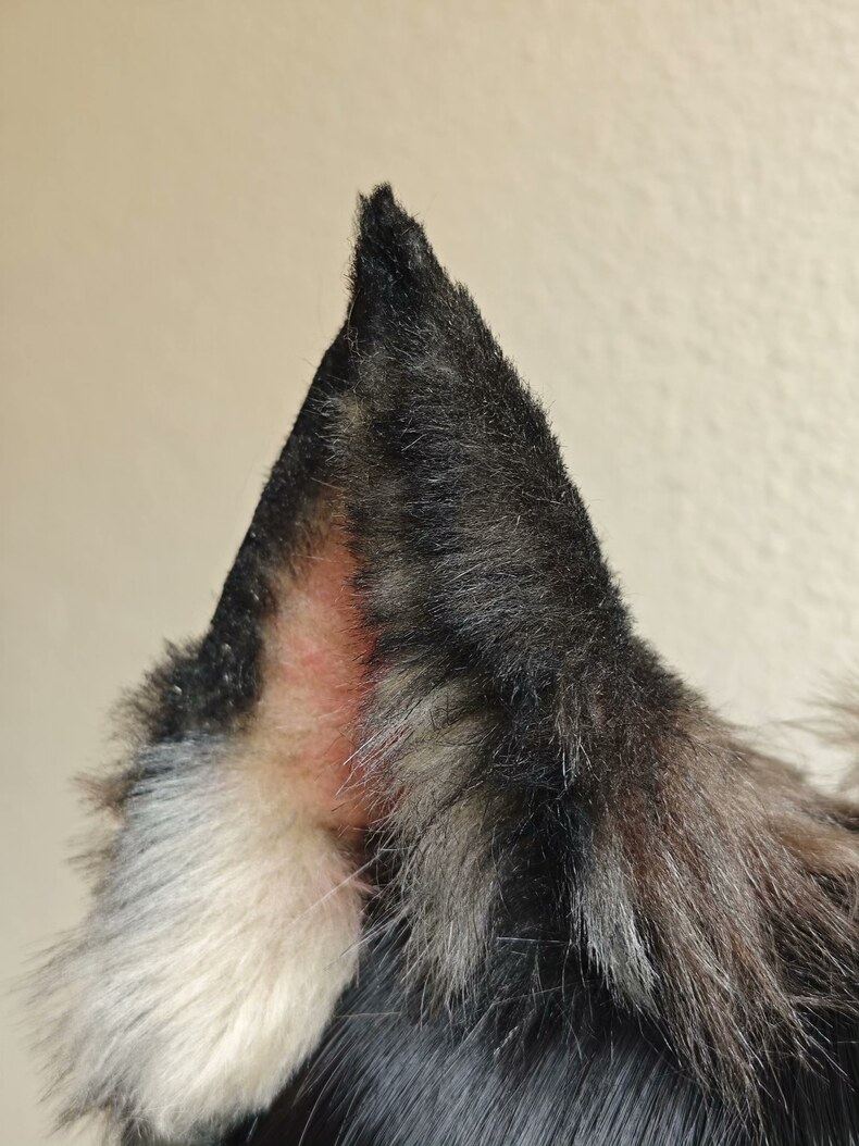 Handmade German Shepherd Ears – Realistic Fur Cosplay - Image 1