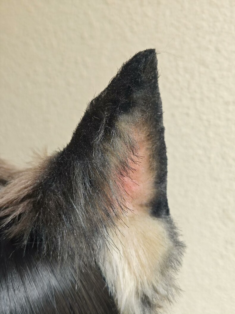 Handmade German Shepherd Ears – Realistic Fur Cosplay - Image 2