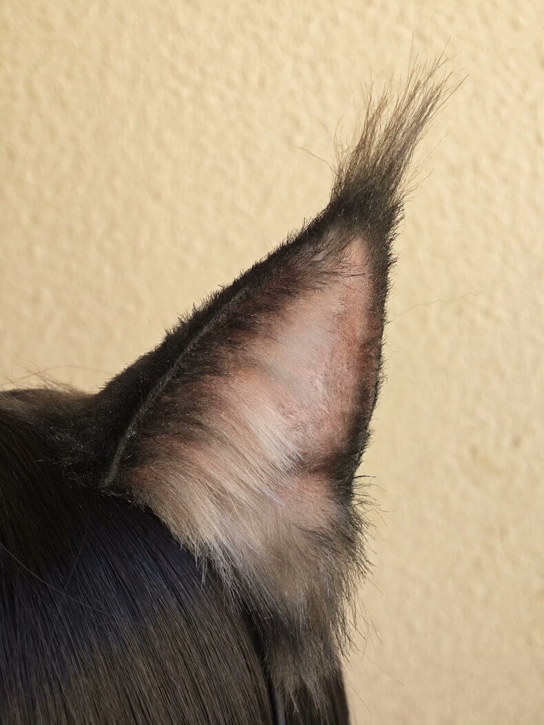 Realistic Brown & Black Cat Ears – Handmade Furry Wig Clip-Ons - Image 2